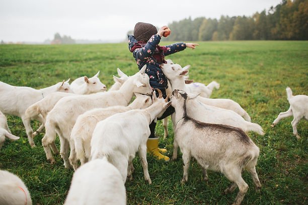 A child among goats in a green field — rural life around the world
