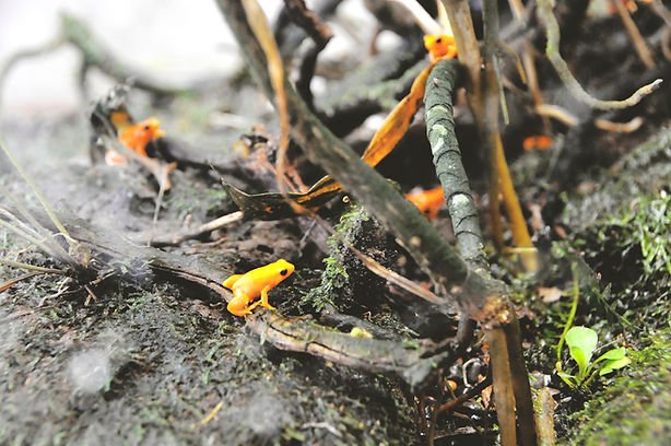 Colorful frogs in the rainforest — discovering God's creation