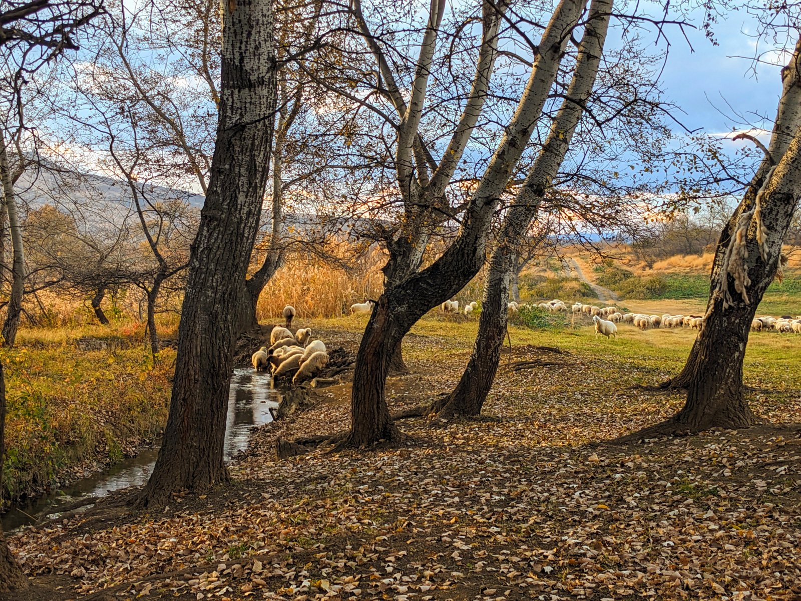 Sheep grazing in a field